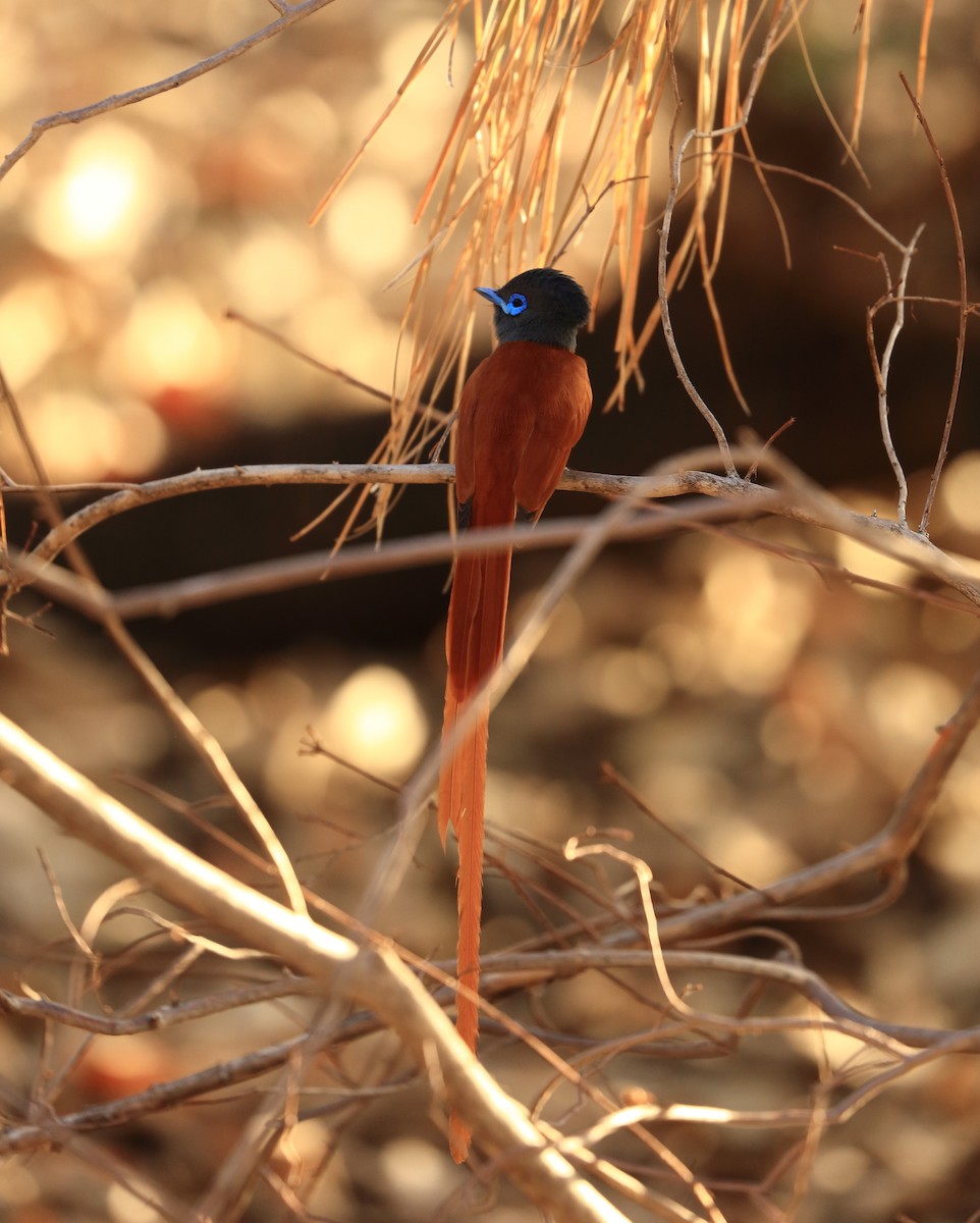 African Paradise-Flycatcher - ML611489721