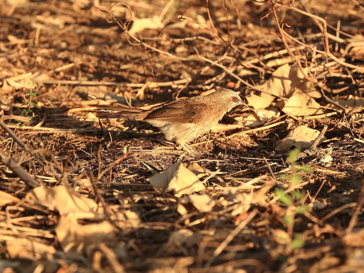 Hartlaub's Babbler - ML611489750