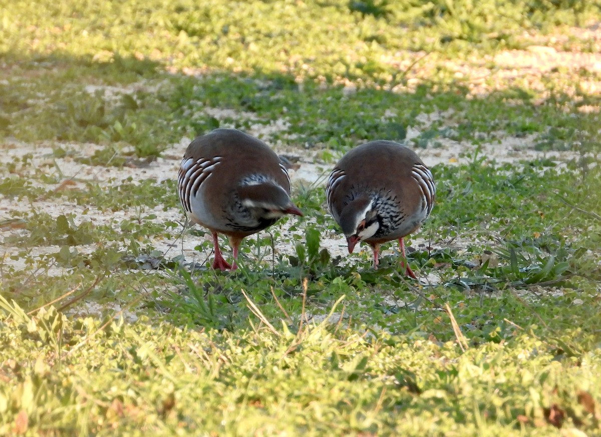 Red-legged Partridge - ML611489758