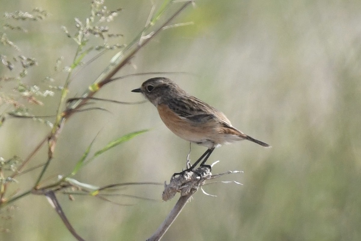 European/Siberian Stonechat - ML611489776