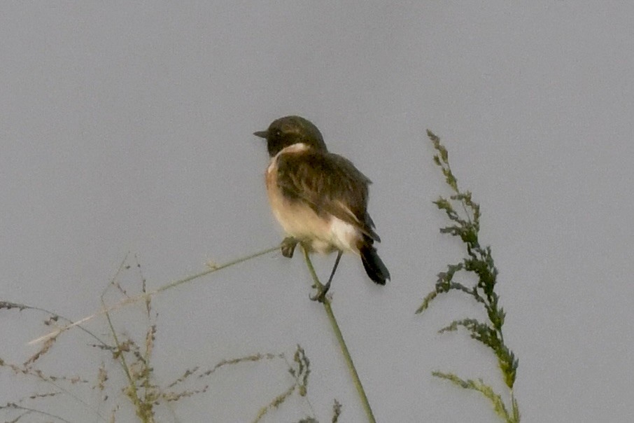 European/Siberian Stonechat - Timothy Lloyd