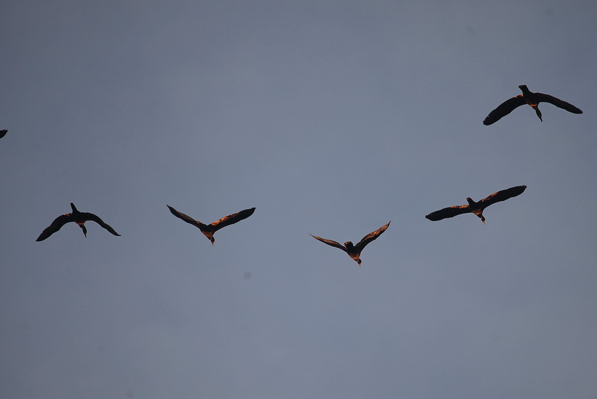 Great Cormorant (Australasian) - ML611489783