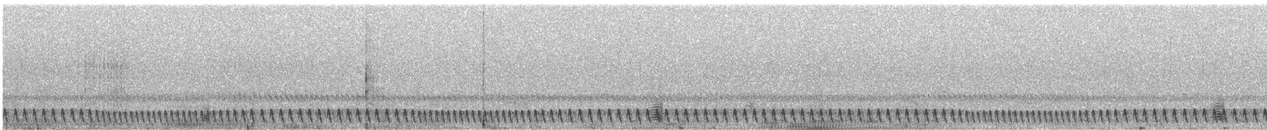 Square-tailed Nightjar - ML611489803