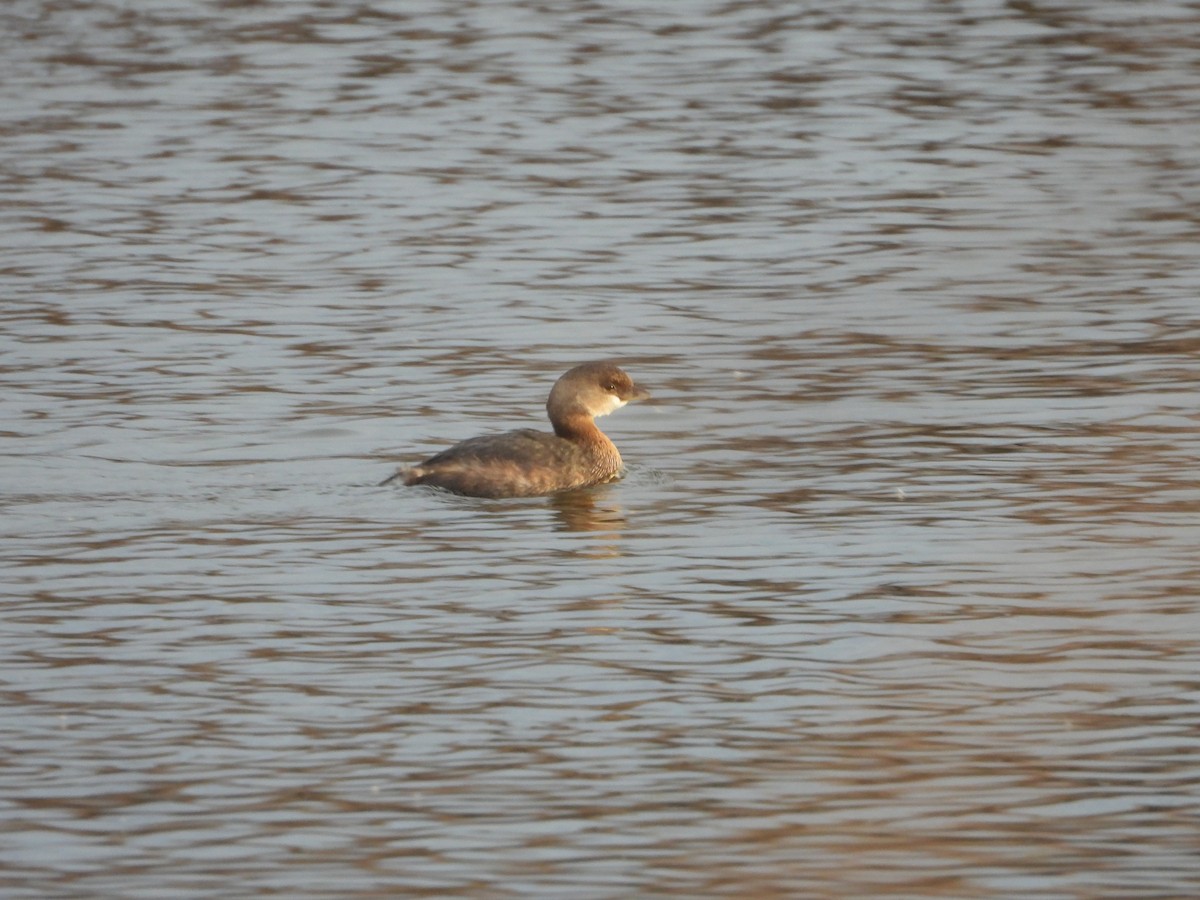 Pied-billed Grebe - ML611489822