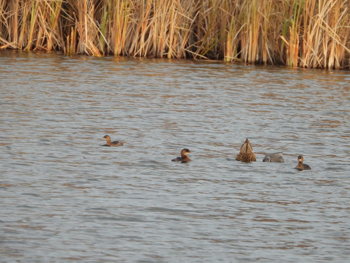 Pied-billed Grebe - ML611489840