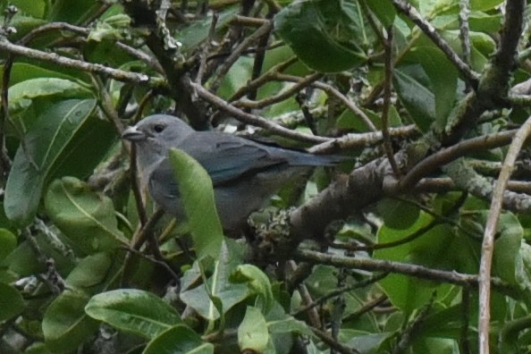 Sayaca Tanager - Christoph Randler