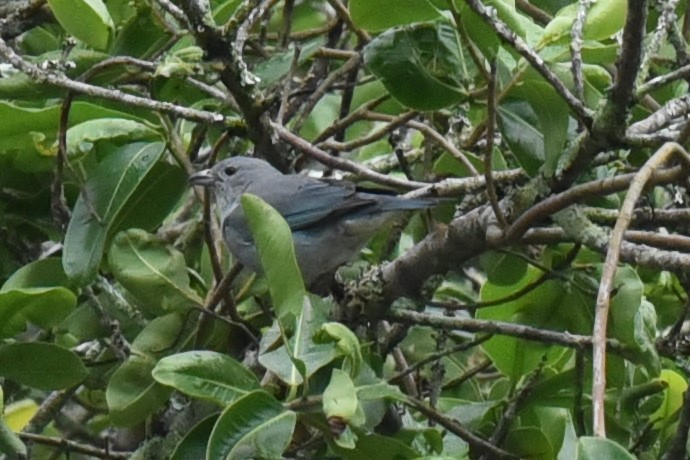 Sayaca Tanager - ML611489856