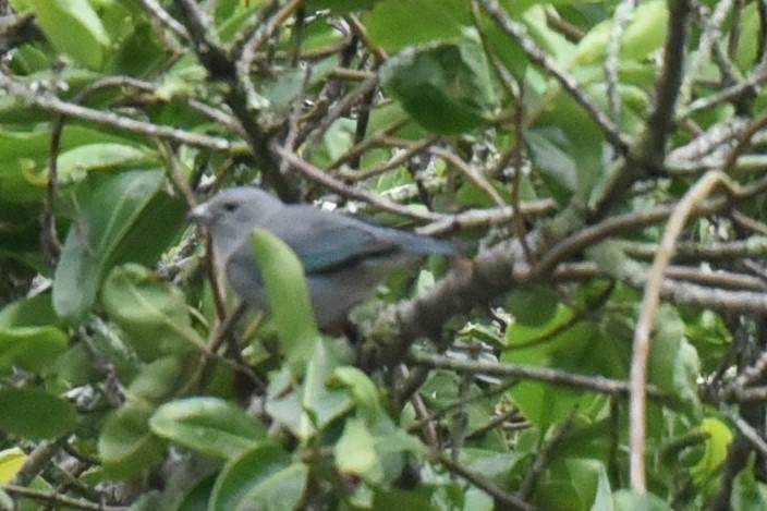 Sayaca Tanager - ML611489857