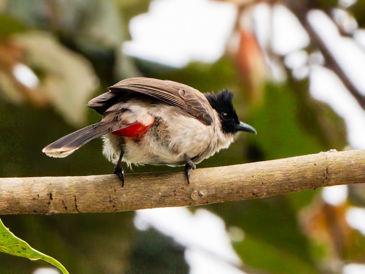 Sooty-headed Bulbul - ML611489858