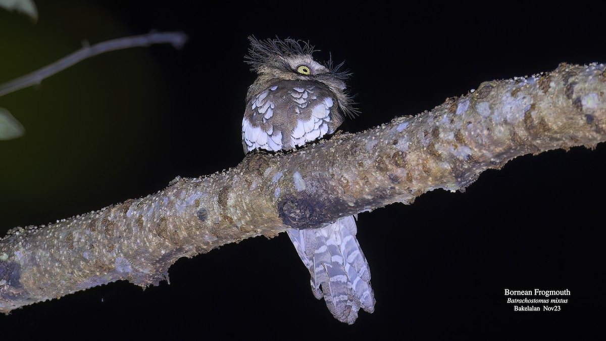 Bornean Frogmouth - ML611489902