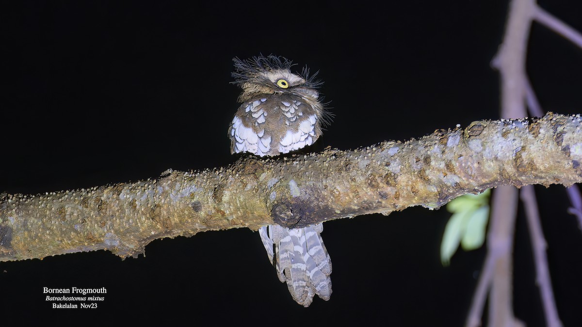 Bornean Frogmouth - ML611489903