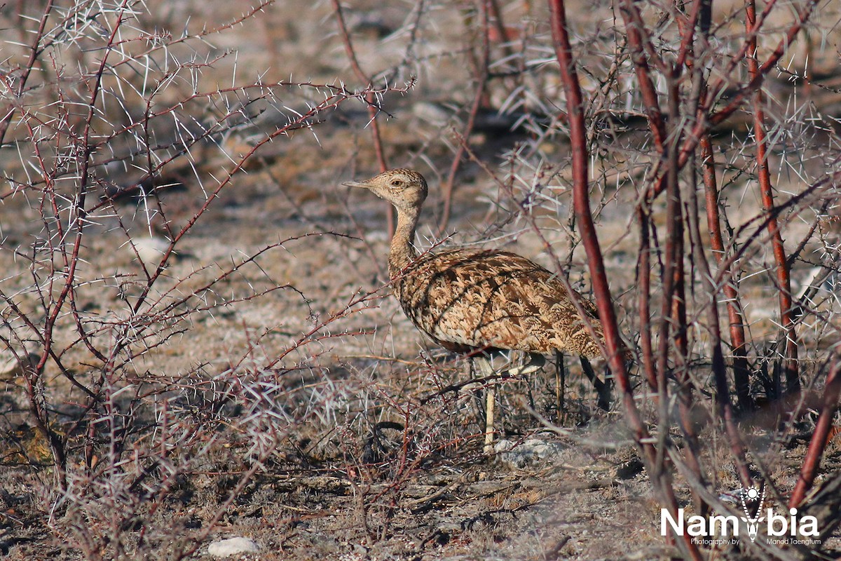 Red-crested Bustard - ML611490026