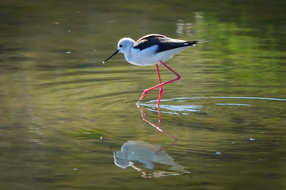 Black-winged Stilt - ML611490057