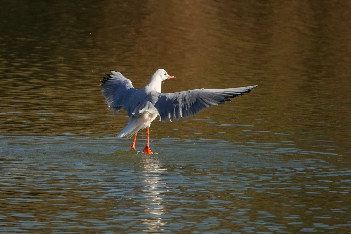 Slender-billed Gull - ML611490063