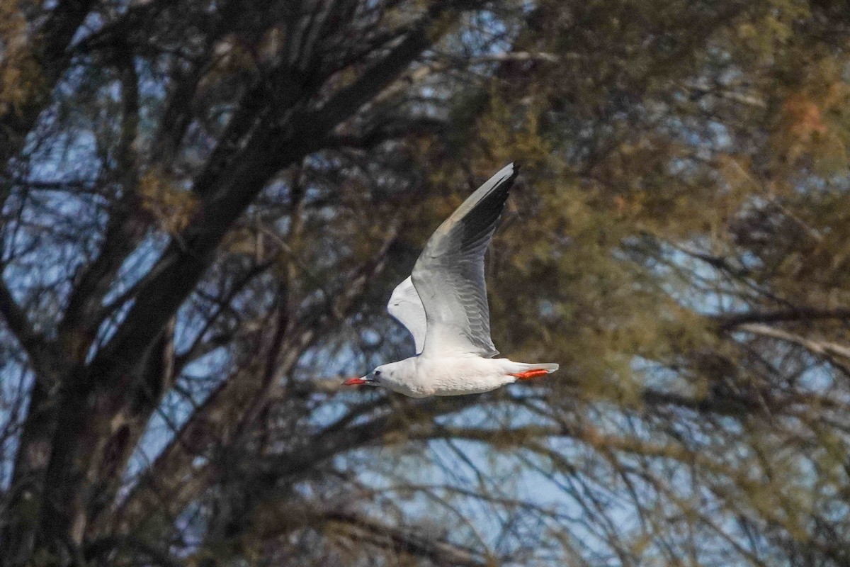 Slender-billed Gull - ML611490065