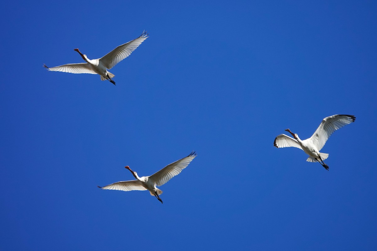 Eurasian Spoonbill - ML611490070