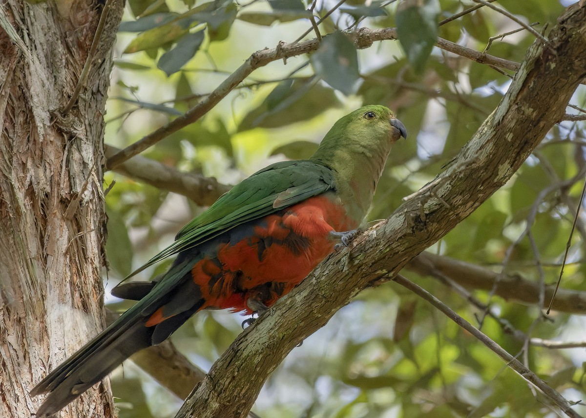 Australian King-Parrot - Bruce Ward-Smith