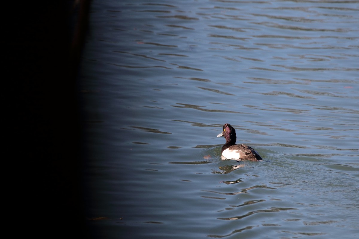 Tufted Duck - ML611490192