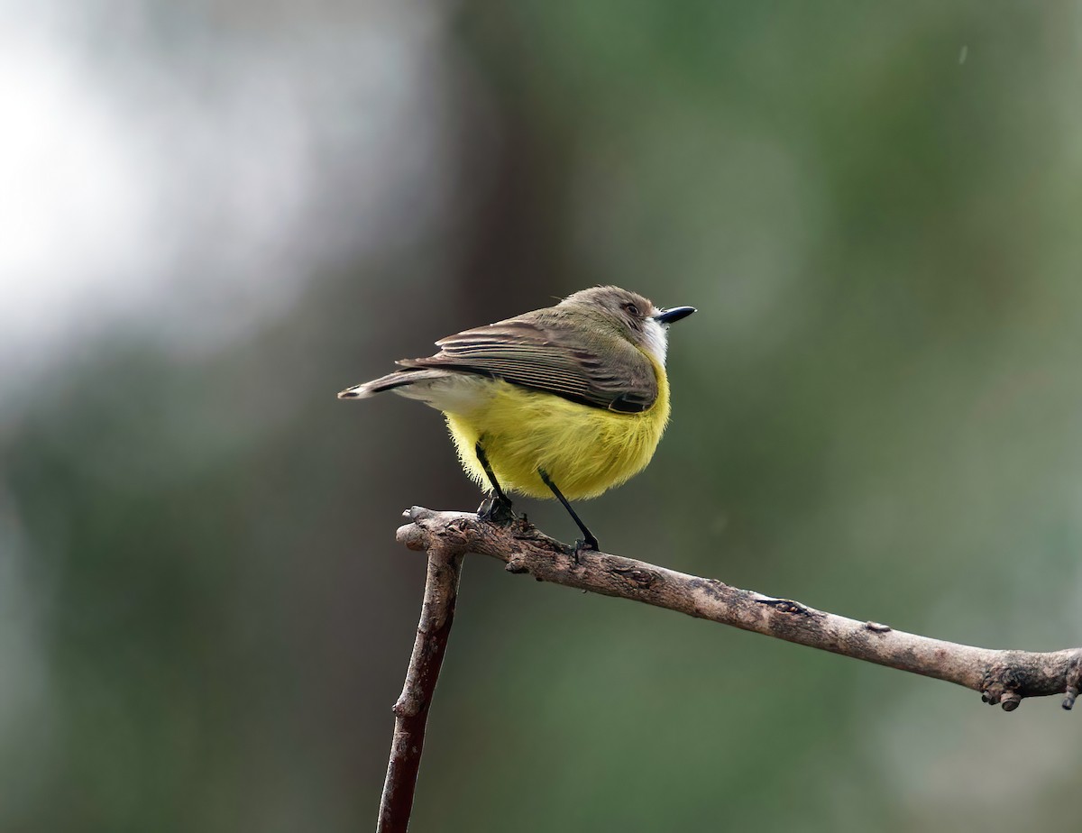 White-throated Gerygone - ML611490255