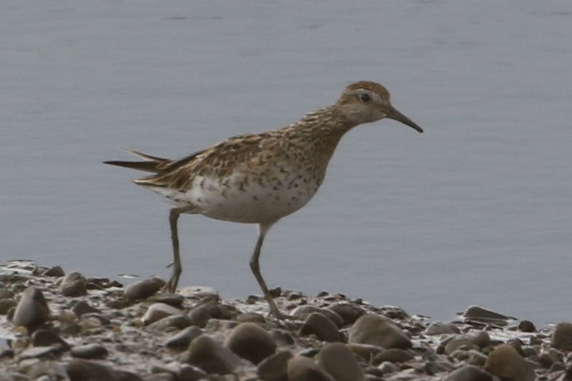 Spitzschwanz-Strandläufer - ML611490320