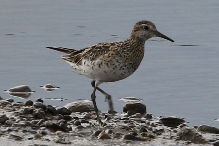 Sharp-tailed Sandpiper - ML611490321