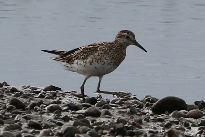 Sharp-tailed Sandpiper - ML611490322