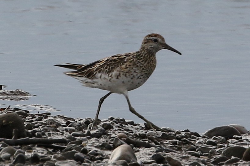 Spitzschwanz-Strandläufer - ML611490323