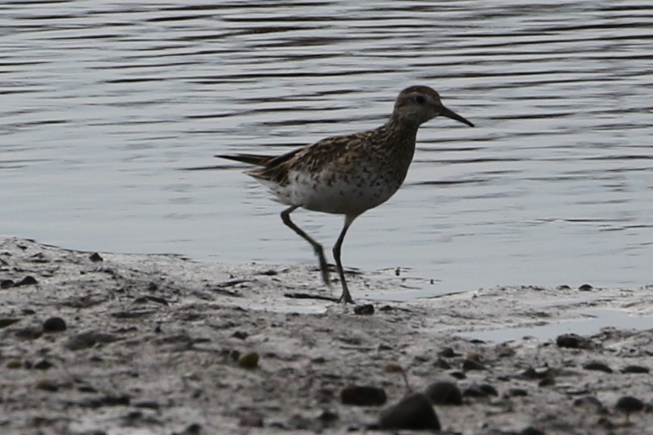 Sharp-tailed Sandpiper - ML611490324