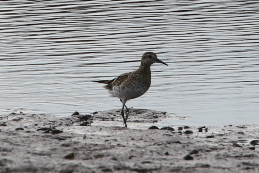 Spitzschwanz-Strandläufer - ML611490325