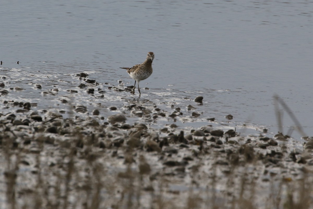 Spitzschwanz-Strandläufer - ML611490326