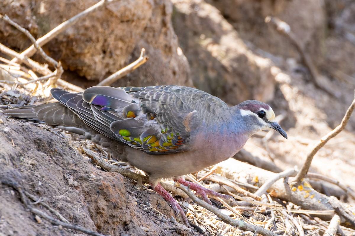 Common Bronzewing - ML611490417