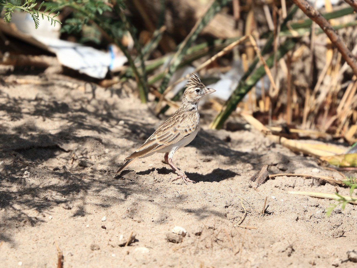 Rufous-naped Lark - ML611490471