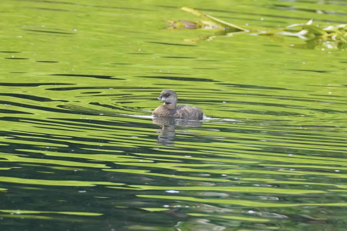 Pied-billed Grebe - ML611490609