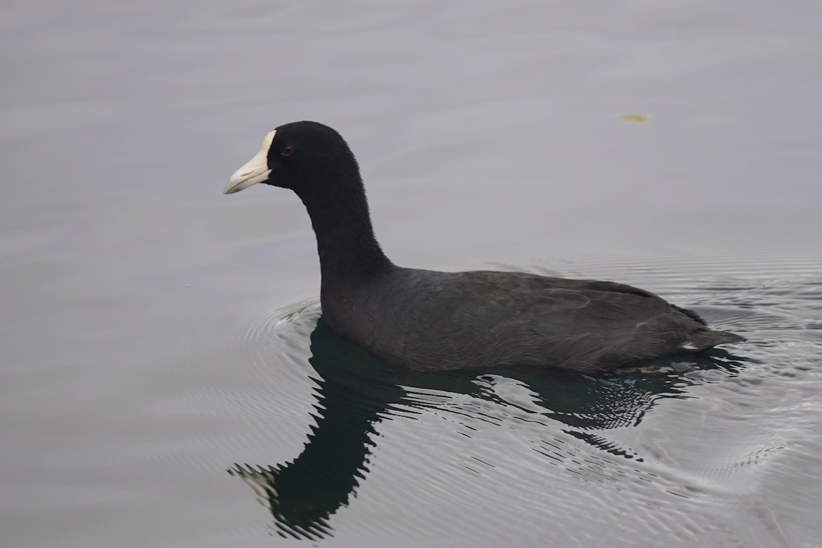 Hawaiian Coot - ML611490610