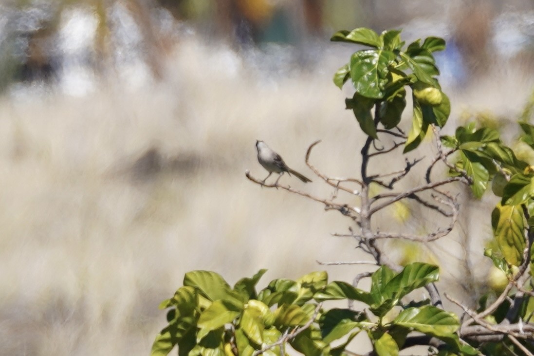 Northern Mockingbird - Kyle Klotz