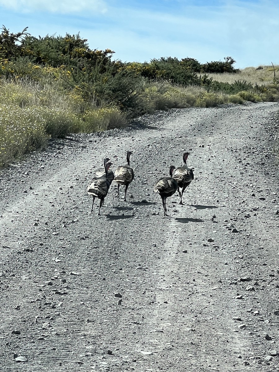 Guajolote Gallipavo - ML611490664