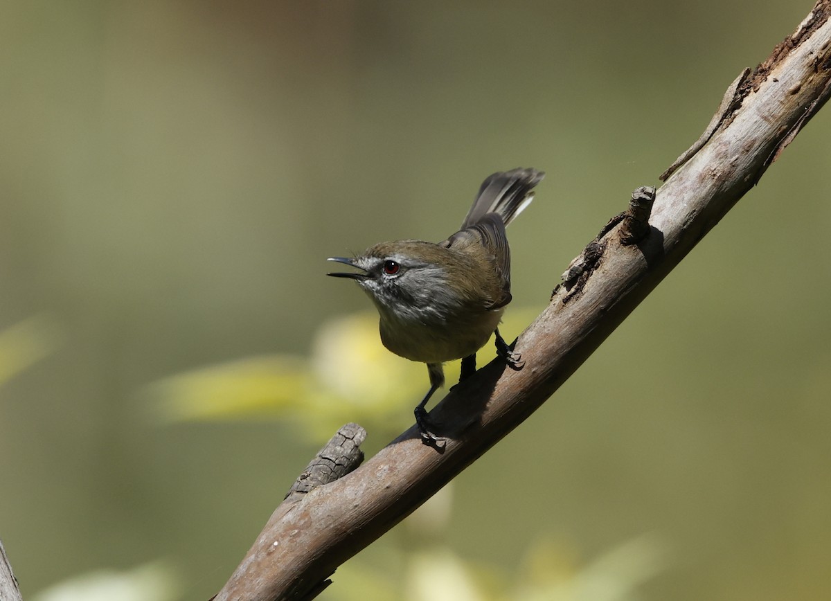 Brown Gerygone - ML611491065