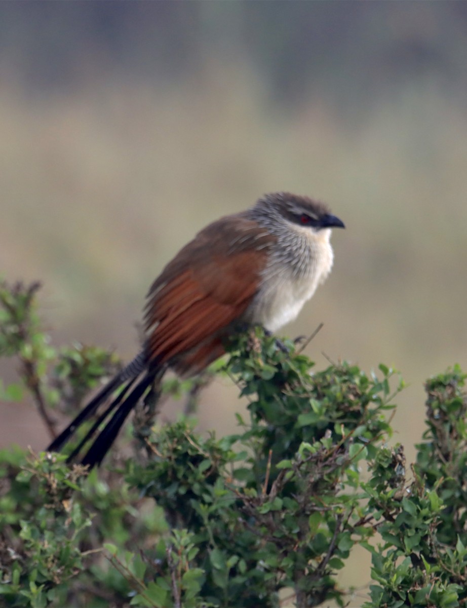 White-browed Coucal - ML611491128