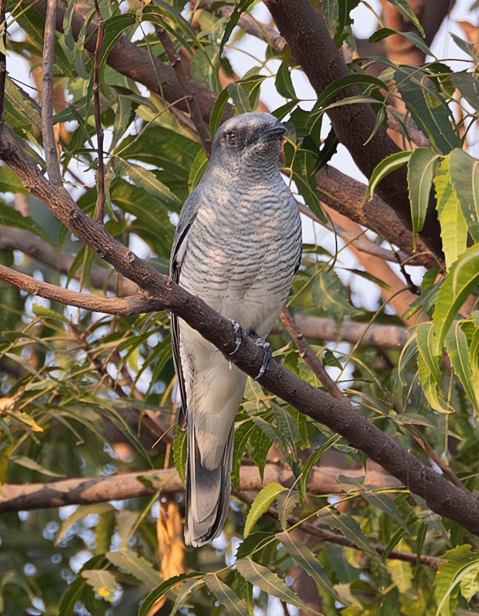 Large Cuckooshrike - ML611491274