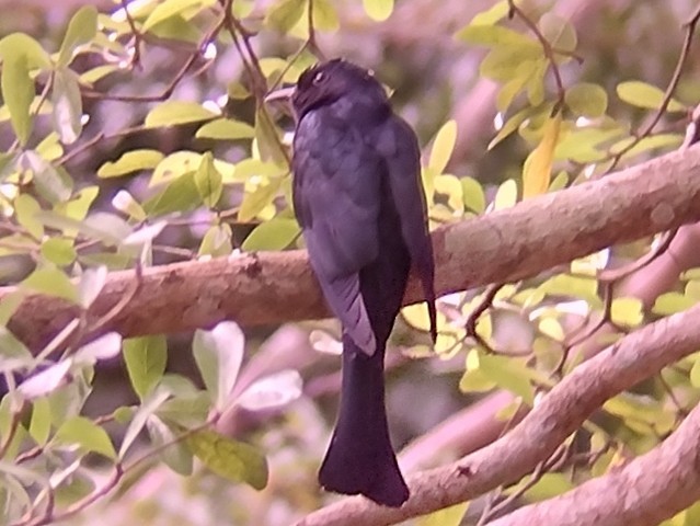Square-tailed Drongo-Cuckoo - ML611491283
