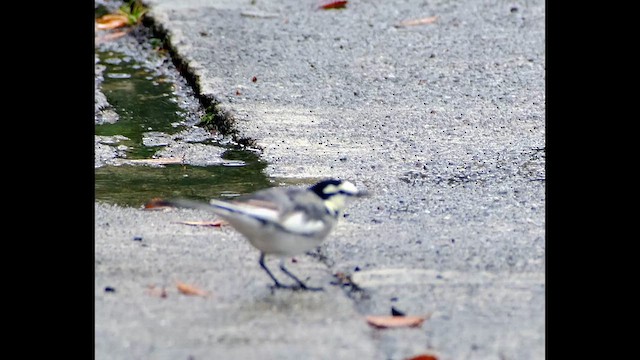 White Wagtail - ML611491455