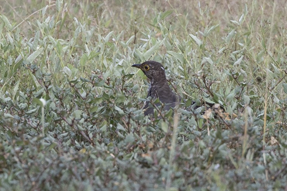 קוקיה מזרחית - ML611491658