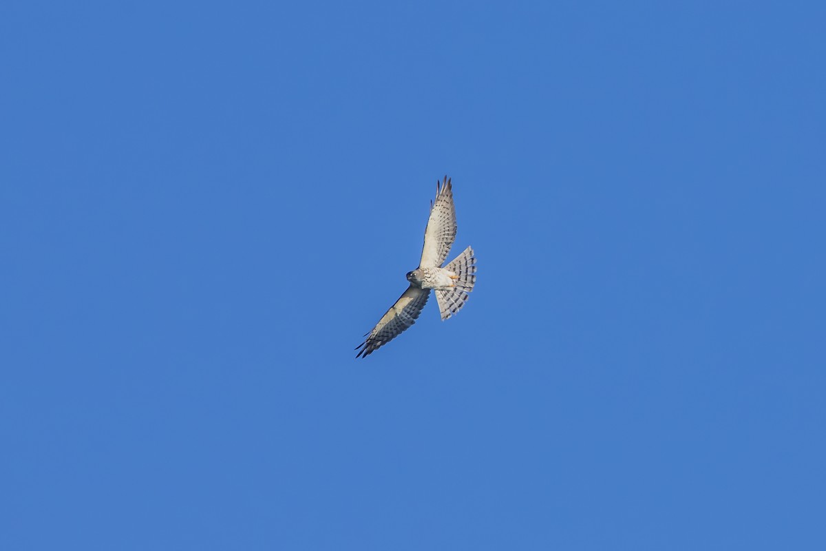 Chinese Sparrowhawk - Hugo Cobos