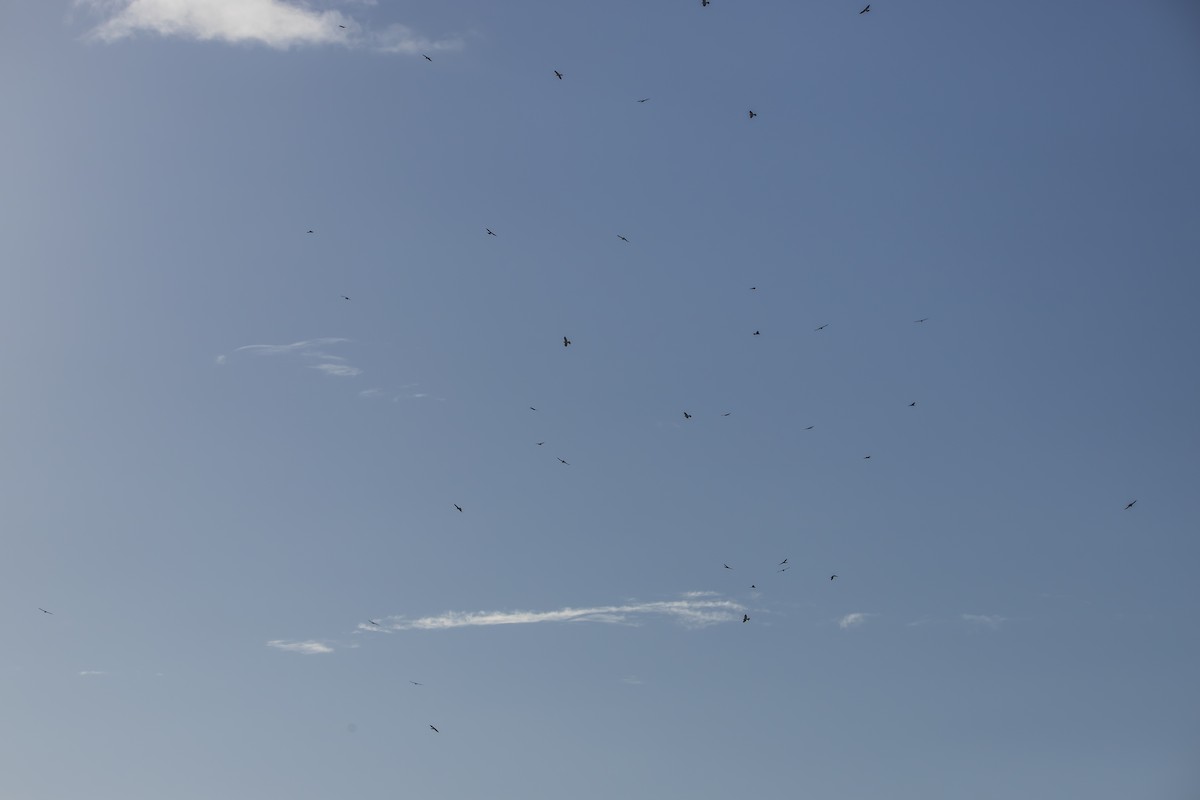 froskehauk - ML611491698