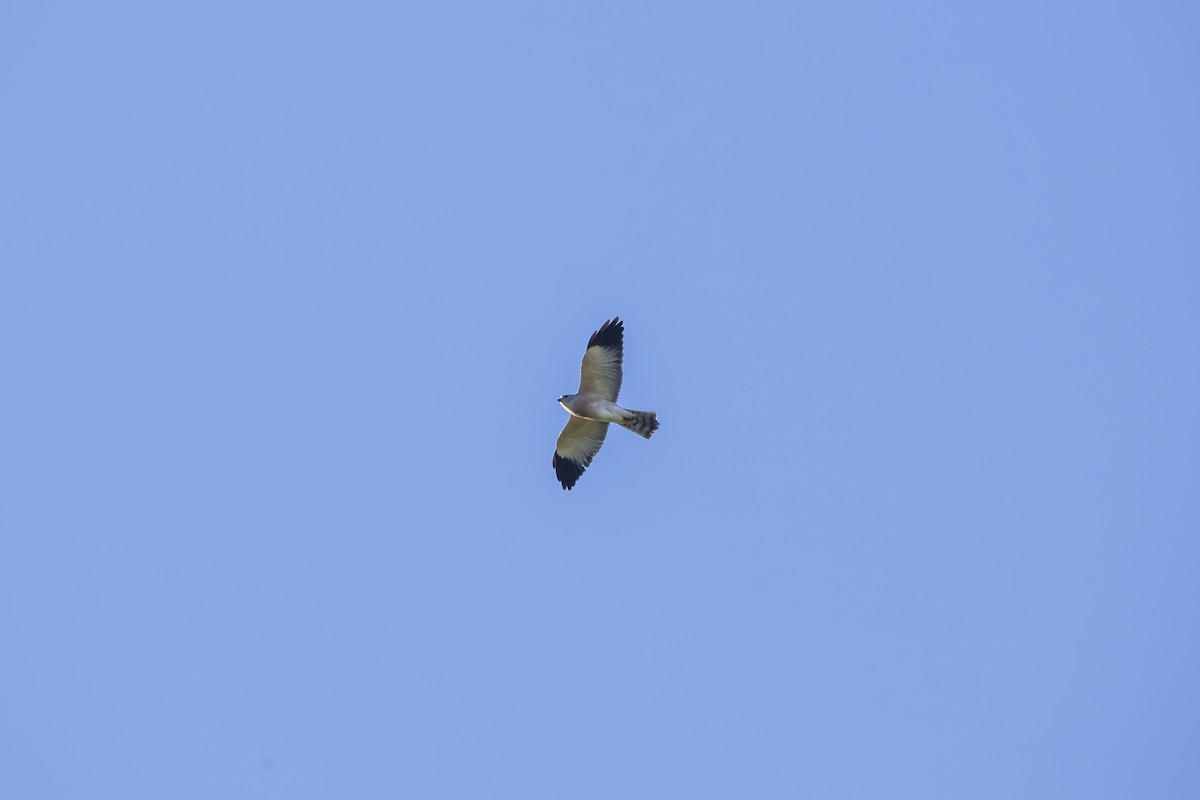 froskehauk - ML611491699