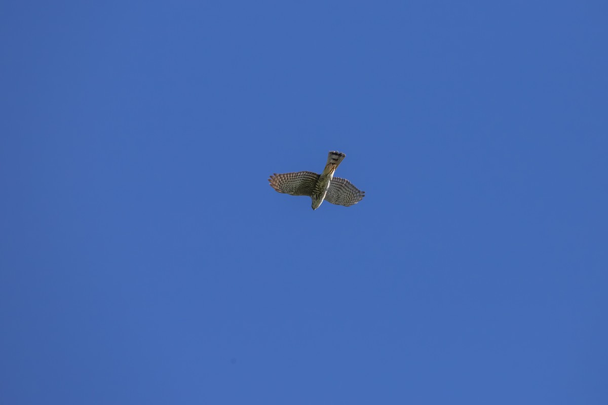 finkehauk - ML611491702