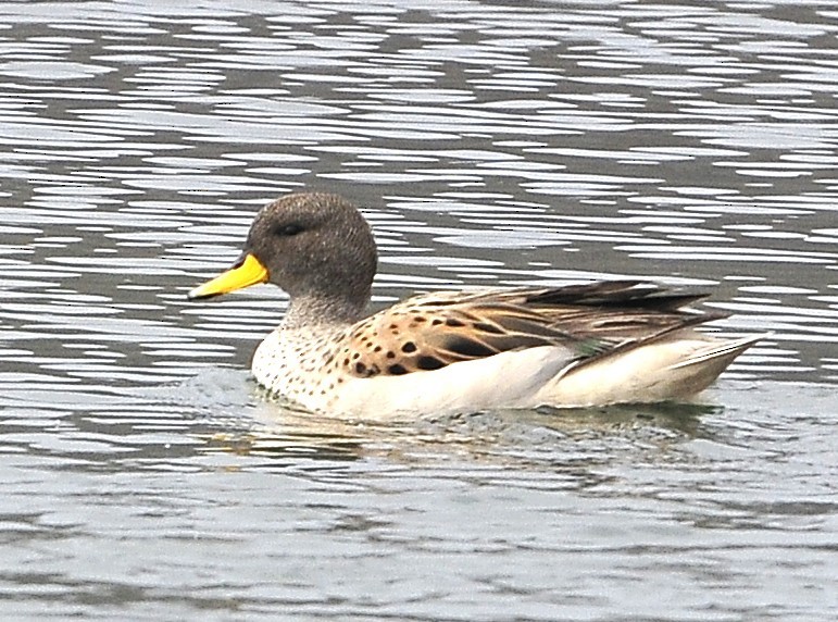 Yellow-billed Teal - ML611491729