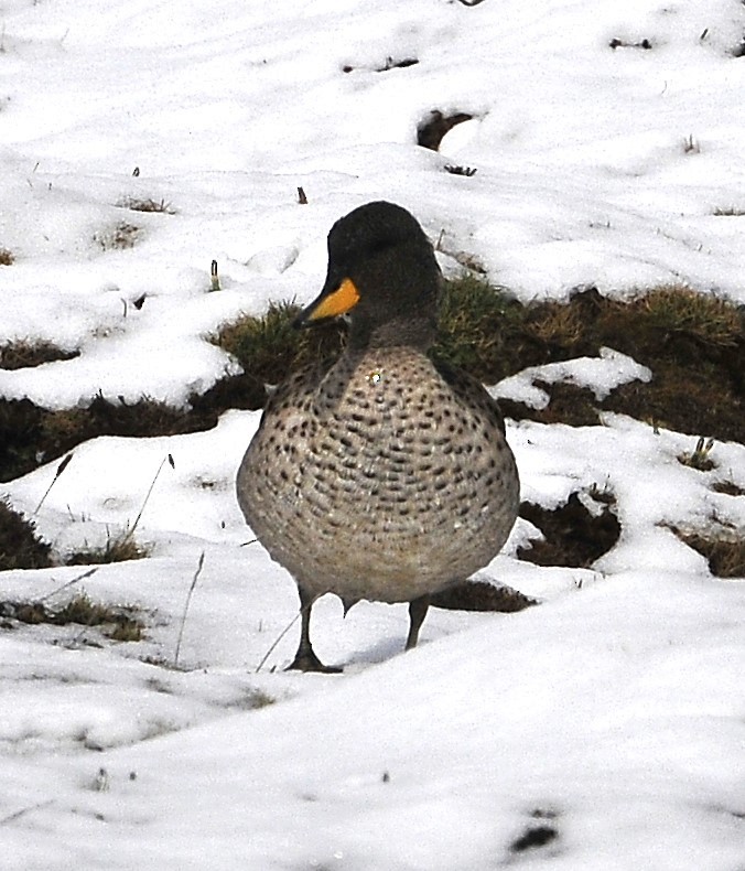 Yellow-billed Teal - ML611491738