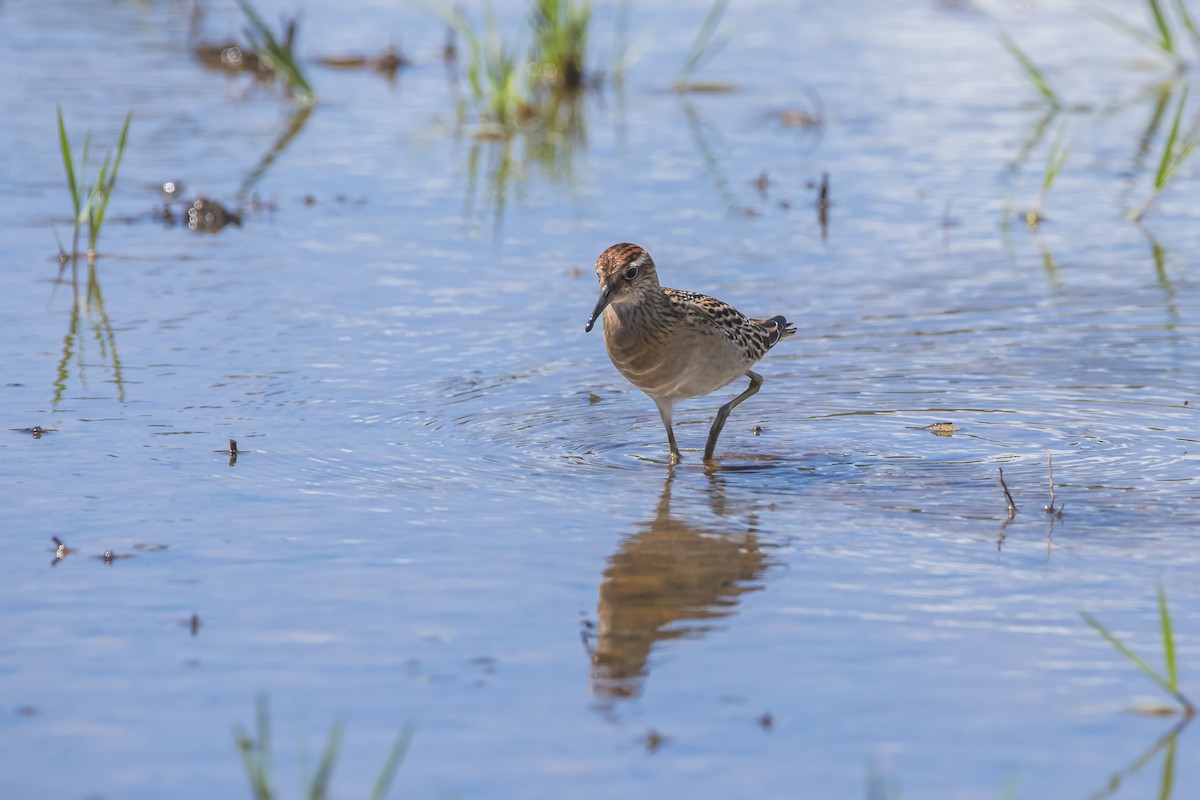 Sharp-tailed Sandpiper - ML611491824