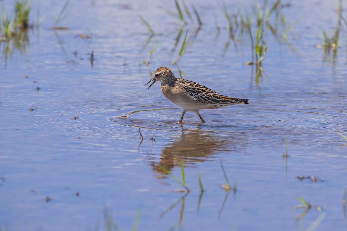 Sharp-tailed Sandpiper - ML611491825